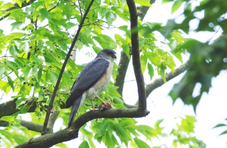 鳥類調査